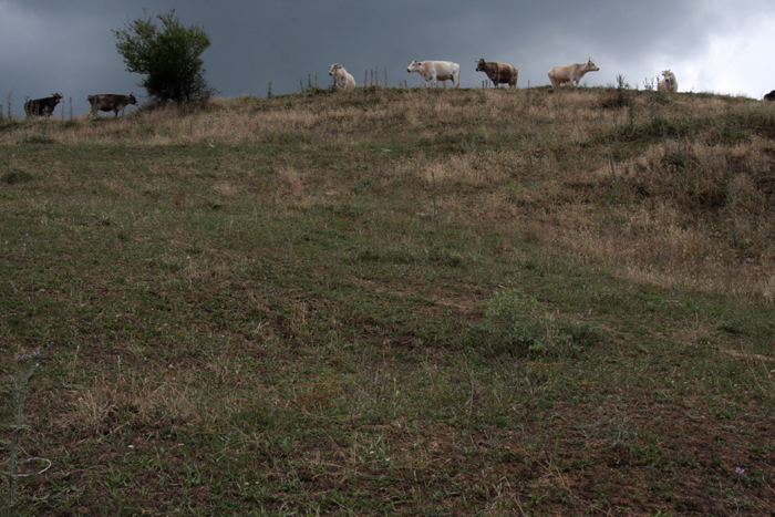 images/erga_spoudaston/tzova_small/tzova_katerina (12).jpg